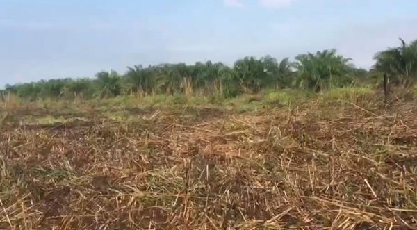 ขายที่ดินเปล่า 23-0-11 ไร่ จังหวัดนครศรีธรรมราช อำเภอร่อนพิบูลย์ เหมาะสำหรับทำการเกษตร